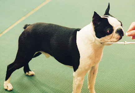 are boston terriers unhealthy