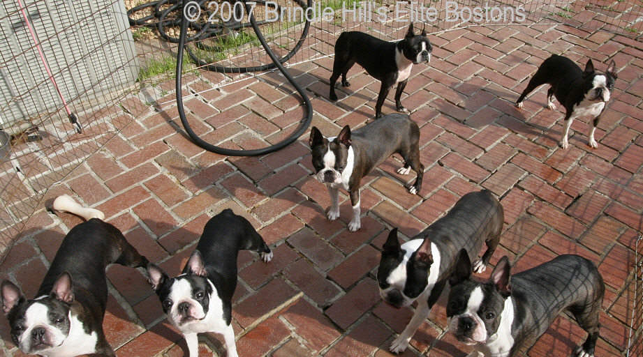 Foods For Boston Terriers, Dog Food 