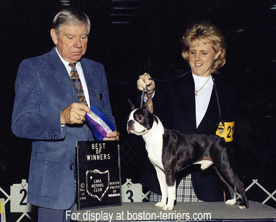 Brady of Brindle Hill Boston Terriers