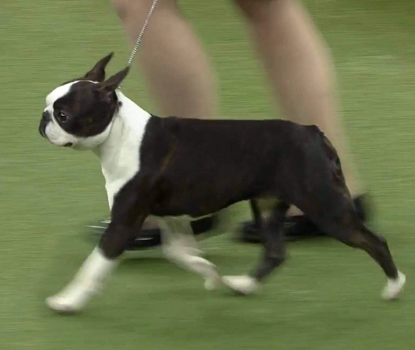 Boston Terrier showcasing at prestigious dog show in the year boston terrier at dog show 2022