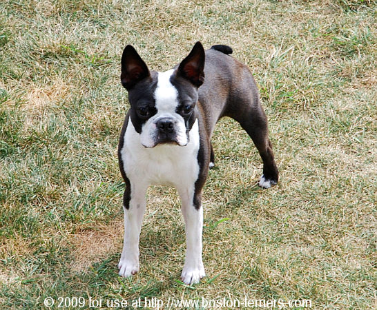 Brindle Hill's Elite Boston Terriers - Brady's Puppies