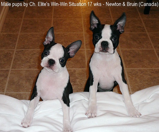 Brindle Hill's Elite Boston Terriers - Brady's Puppies