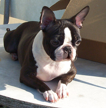 Boston Terriers