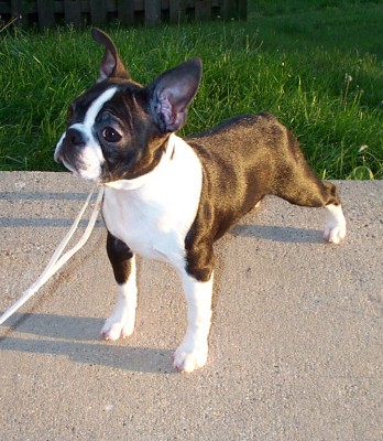 Black Solid Black Boston Terriers : Boston Terrier Colors All About The ...
