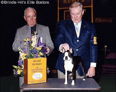 Brindle hill hot sale bostons