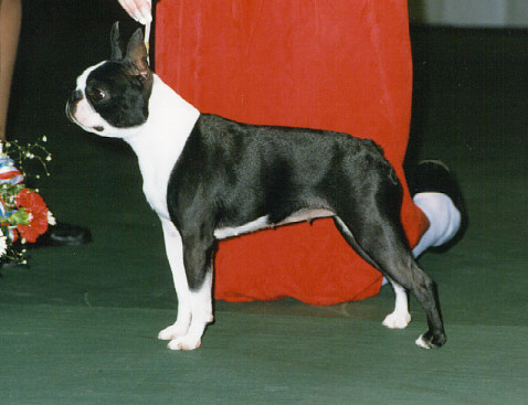 Boston terrier westminster dog hot sale show