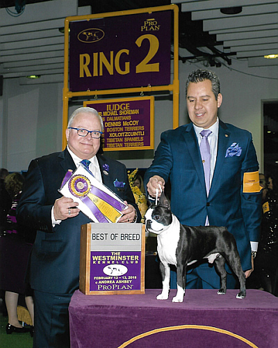 Boston terrier sale westminster 2018